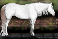 Horse Color:Blue Roan Near Fewspot Rabicano