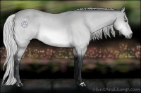 Horse Color:Silver Bay Chinchilla 