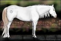 Horse Color:Chestnut Pearl Appaloosa Rabicano