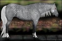 Horse Color:Silver Blue Chinchilla Roan 