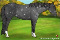 Horse Color:Smoky Black 