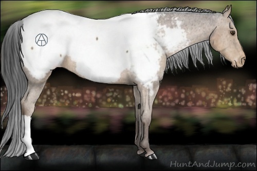 Horse Color:Liver Chestnut Appaloosa 