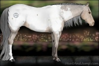 Horse Color:Liver Chestnut Appaloosa 