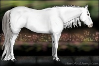 Horse Color:Liver Chestnut Appaloosa 