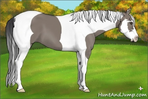 Horse Color:Grullo Splash Tobiano Frame 