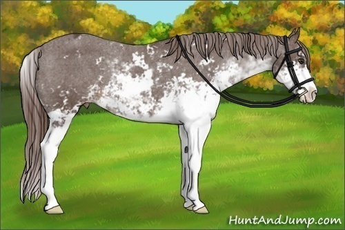 Horse Color:Liver Chestnut Sabino Appaloosa 