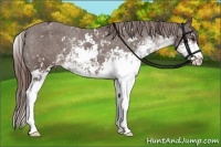 Horse Color:Liver Chestnut Sabino Appaloosa 