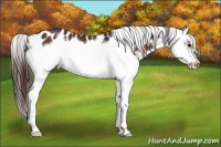 Horse Color:White Spotted Bay Splash Frame Appaloosa 