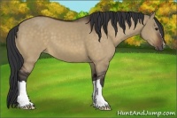 Horse Color:Bay Dun
