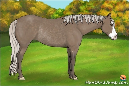 Horse Color:Silver Black Splash Frame Rabicano