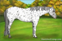 Horse Color:Black Appaloosa
