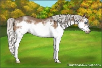 Horse Color:White Spotted Silver Bay Splash Frame