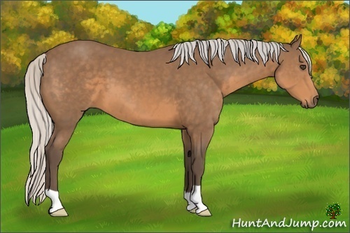 Horse Color:Silver Buckskin 