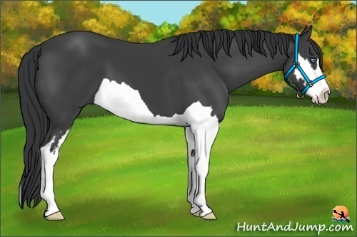 Horse Color:Black Splash Frame