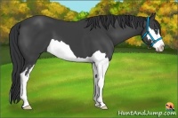 Horse Color:Black Splash Frame 