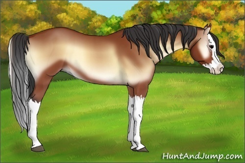 Horse Color:Bay Onyx Splash 
