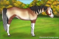 Horse Color:Bay Onyx Splash