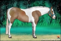 Horse Color:Chestnut Splash Tobiano Frame Rabicano 