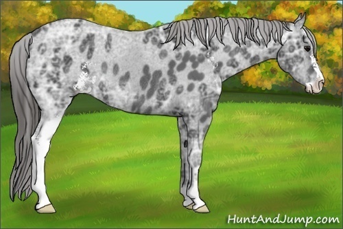 Horse Color:Black Ice Sabino Appaloosa Rabicano 