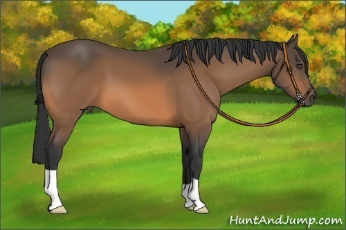 Horse Color:Buckskin 