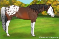 Horse Color:Bay Splash Appaloosa 