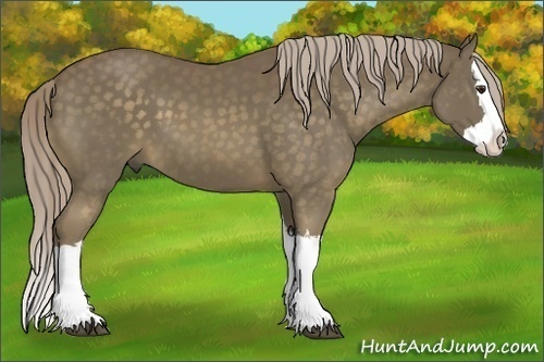 Horse Color:Chocolate Palomino Splash 