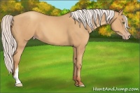 Horse Color:Silver Sable Champagne 