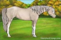 Horse Color:White Spotted Chocolate Palomino Pearl Sabino 