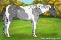 Horse Color:Black Tobiano