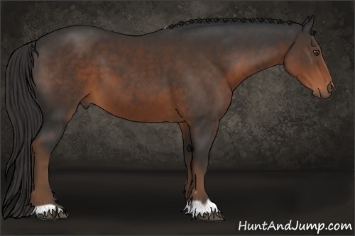 Horse Color:Liver Chestnut 