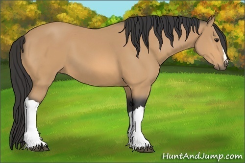 Horse Color:Buckskin 