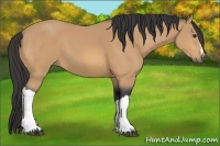 Horse Color:Buckskin 