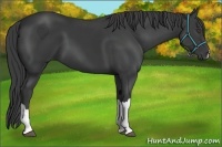 Horse Color:Smoky Black 