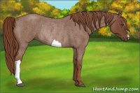 Horse Color:Red Roan Rabicano 