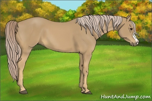 Horse Color:Palomino