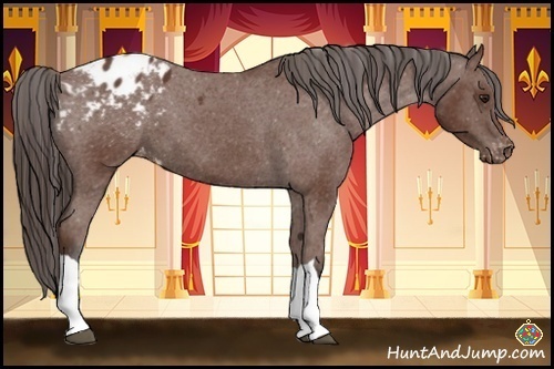 Horse Color:Bay Blanket 