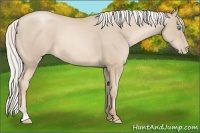 Horse Color:Silver Buckskin Pearl Tobiano 