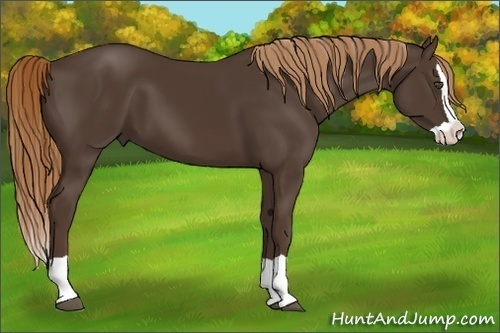 Horse Color:Liver Chestnut Splash 
