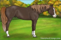 Horse Color:Liver Chestnut Splash 