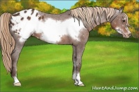 Horse Color:Liver Chestnut Sabino Frame Varnish 