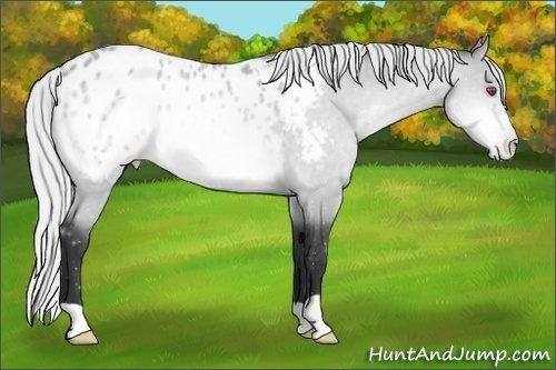 Horse Color:Silver Bay Chinchilla Appaloosa Rabicano 