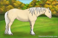 Horse Color:White Spotted Gold Cream Champagne