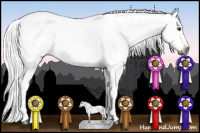 Horse Color:Gray Silver Bay Dun Sabino