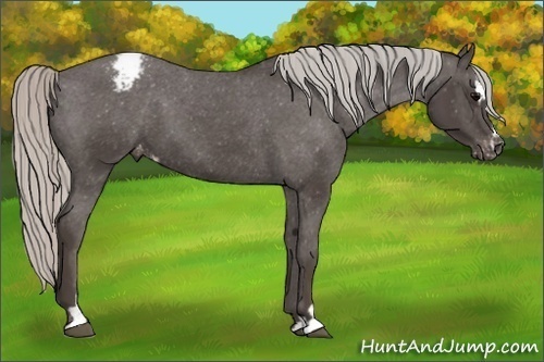 Horse Color:Silver Black Sabino Varnish