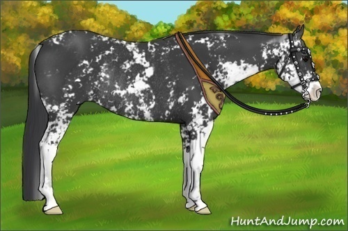Horse Color:Black Sabino Rabicano 