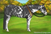 Horse Color:Black Sabino Rabicano 