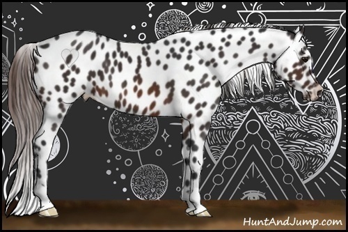 Horse Color:Brown Appaloosa 