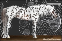 Horse Color:Brown Appaloosa