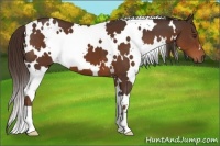 Horse Color:White Spotted Liver Chestnut 