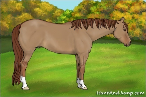 Horse Color:Red Dun 